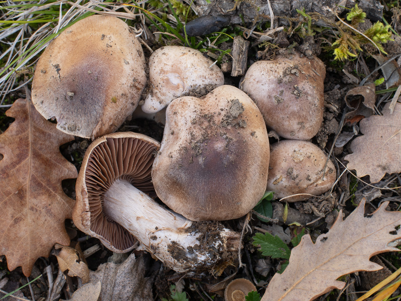 Cortinarius sordescens